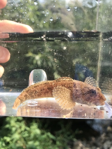 Slimy Sculpin
