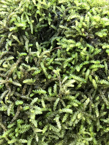 Lembophyllum