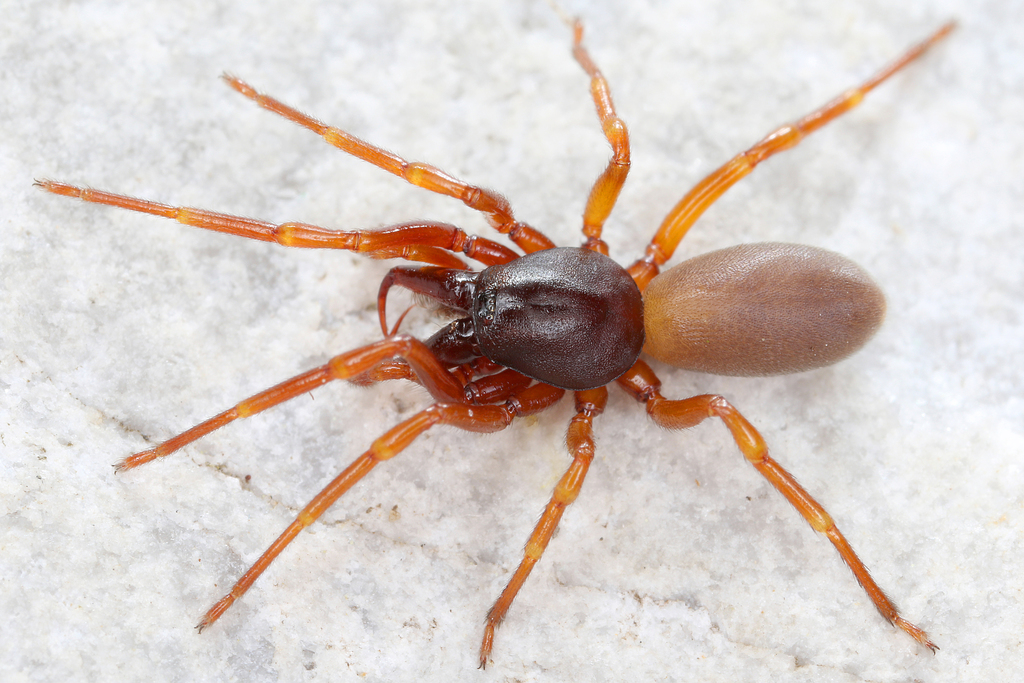 Woodlouse Hunter Spiders from Tulln, Österreich on May 12, 2016 at 11: ...