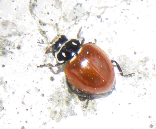 Cycloneda emarginata