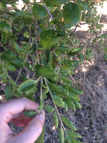 iNaturalist observation photo of coast live oak