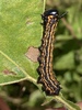 Orange-tipped and Yellow-striped Oakworm Moths - Photo (c) Murray Fisher, all rights reserved, uploaded by Murray Fisher