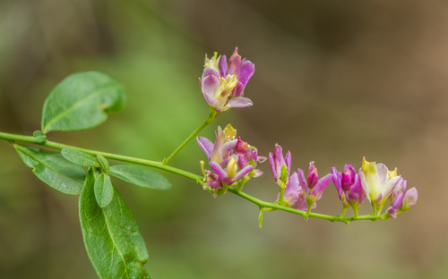 iNaturalist observation photo of Sierra milkwort