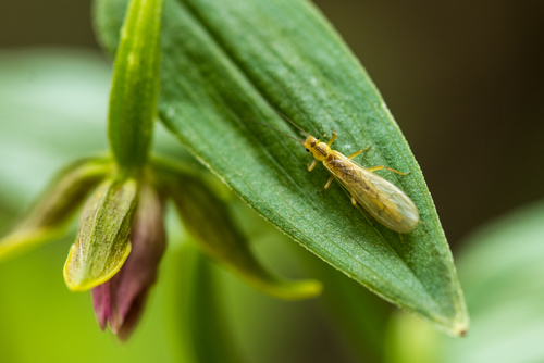 iNaturalist observation photo of Green Stoneflies