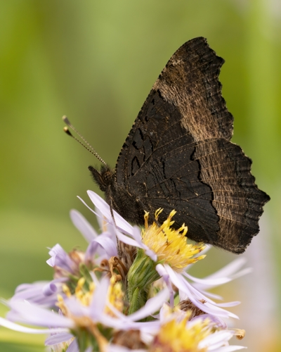 Milbert's Tortoiseshell