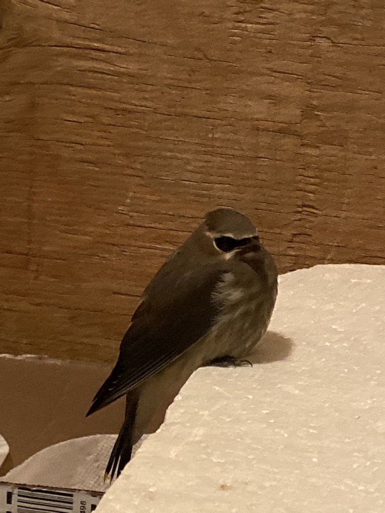 Cedar Waxwing from 1709 Sandgate Cres, Mississauga, ON, CA on August 26