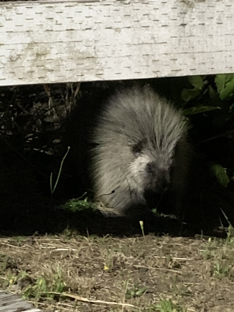 North American Porcupine from Boat Basin Rd, Coos Bay, OR, US on August ...