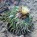 Echinofossulocactus phyllacanthus - Photo (c) Aaron Balam, όλα τα δικαιώματα διατηρούνται, uploaded by Aaron Balam