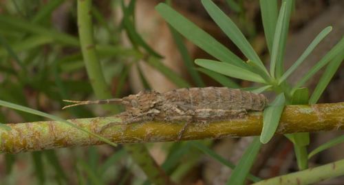 Genus Purpuraria · iNaturalist