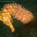 Observation photo