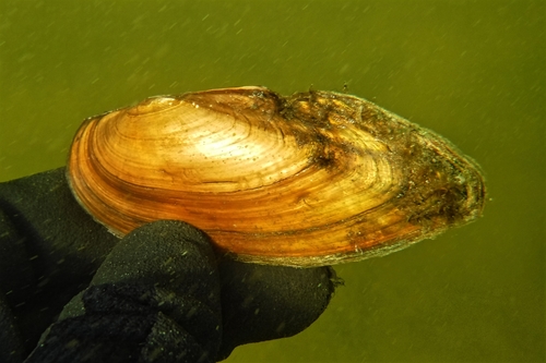 Eastern Pondmussel