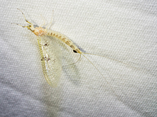 Ephemera blanda