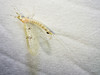 Ephemera blanda - Photo (c) Timothy Reichard, all rights reserved, uploaded by Timothy Reichard