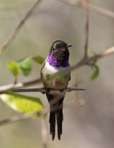 Inagua Woodstar (Nesophlox lyrura) · iNaturalist