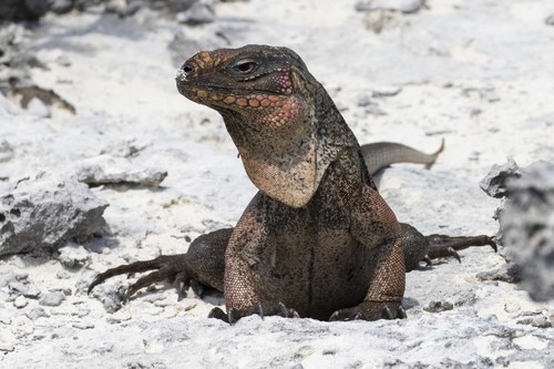 Exuma Island Iguana (Subspecies Cyclura cychlura figginsi