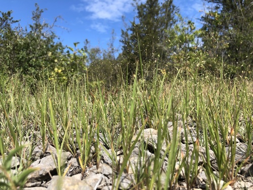 wiry panicgrass (Panicum flexile)