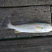 Grey Weakfish - Photo (c) Ann Wilson, all rights reserved, uploaded by Ann Wilson