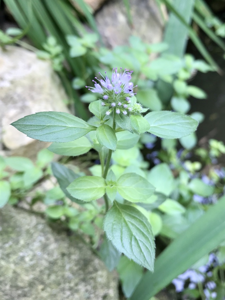 Watermint watermint in August 2020 by snuggs · iNaturalist