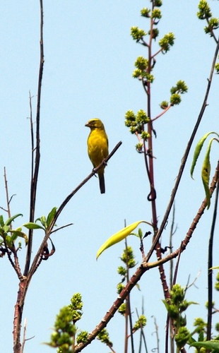 Brimstone Canary