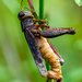 Entomophaga grylli - Photo 由 Oliver Drescher 所上傳的 (c) Oliver Drescher，保留所有權利