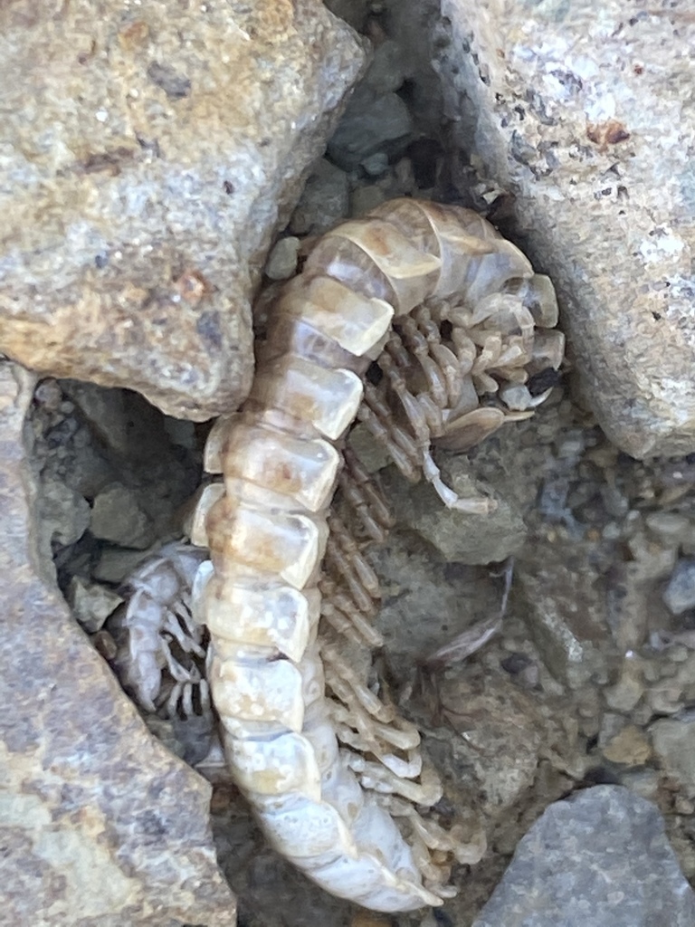 Lurker First Insect Log Lurker in August 2020 by Arising Under · iNaturalist
