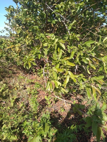 Common guava