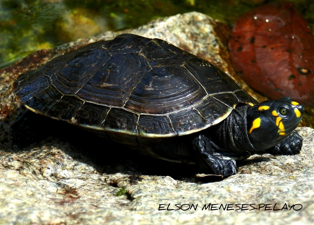 Photo by Elson Meneses Pelayo