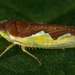 Platymetopius undatus - Photo (c) gernotkunz, כל הזכויות שמורות, הועלה על ידי gernotkunz