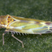 Fruticidia bisignata - Photo (c) gernotkunz, all rights reserved, uploaded by gernotkunz