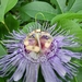 Passifloraceae - Photo (c) Amy Bailey, כל הזכויות שמורות, uploaded by Amy Bailey
