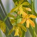 Encyclia rufa - Photo (c) shoregardener, all rights reserved, uploaded by shoregardener