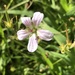 Geranium californicum - Photo (c) rachaelmposton, todos los derechos reservados, subido por rachaelmposton