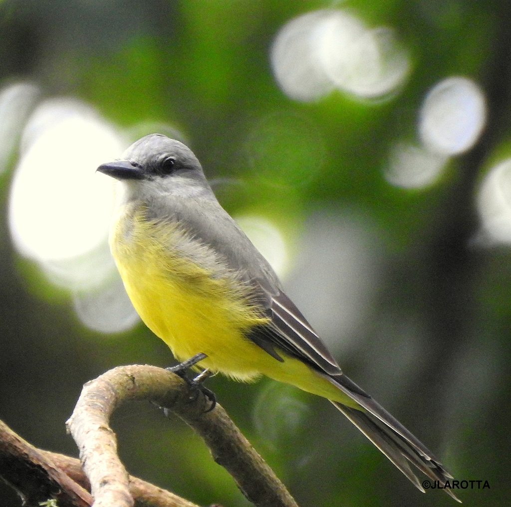 Tropical Kingbird from Viotá, Cundinamarca, Colombia on May 25, 2019 at ...