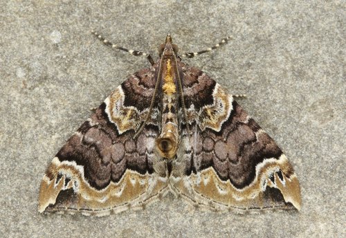 Eulithis serrataria (Barnes & McDunnough, 1917)