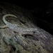 Oaxacan Leaf-toed Gecko - Photo (c) Danny RH, all rights reserved, uploaded by Danny RH