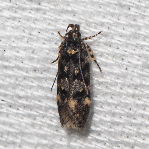 Chionodes fuscomaculella (Chambers, 1872)