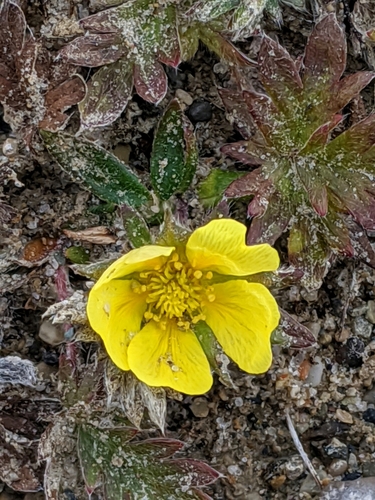 Uschakov's Cinquefoil (Potentilla uschakovii)