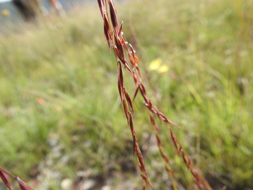 Bouteloua curtipendula var. caespitosa