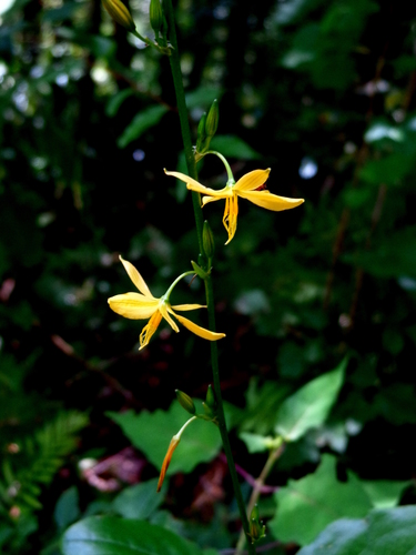 Echeandia reflexa