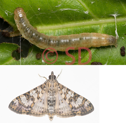 Dysallacta negatalis (Walker, 1859)