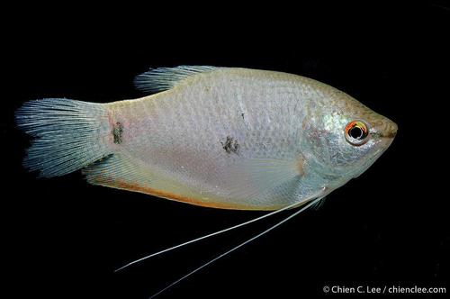 Three Spot Gourami