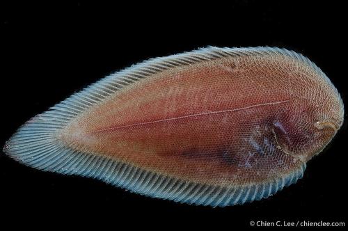 Genus Typhlachirus · iNaturalist