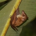 Lesser Long-tongued Fruit Bat - Photo (c) Jeremy Gatten, all rights reserved, uploaded by Jeremy Gatten