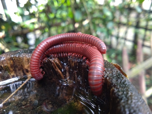 Rusty Millipede