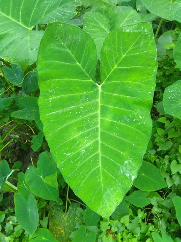 Arrowleaf Elephant's Ear