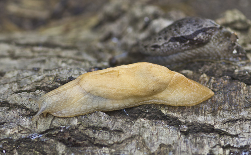 Vine Slug