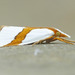 Straight-lined Vaxi Moth - Photo (c) David Beadle, all rights reserved, uploaded by dbeadle