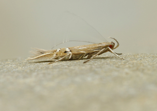 Fernald's Cosmopterix Moth