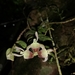 Epidendrum pogonochilum - Photo (c) luiyi cruz, all rights reserved, uploaded by luiyi cruz