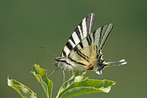 Iphiclides podalirius